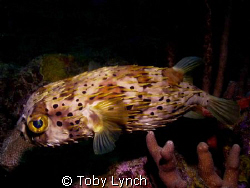 Balloon fish out for a slow Sunday stroll, on the reef ar... by Toby Lynch 